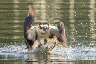 Western Osprey (Pandion haliaetus) flying with fish prey in its claws, Mecklenburg-Western