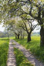 Hiking trail through a young avenue near Fördergersdorf, Kurort Hartha, Saxony, Germany