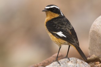 Moussier's Redstart (Phoenicurus moussieri) male, Morocco