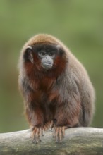 Red jumping monkey or red titi (Plecturocebus cupreus, Callicebus cupreus), captive, occurring in