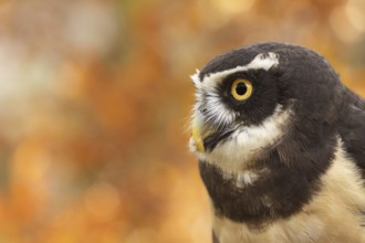 Spectacled Owl (Pulsatrix perspicillata) captive, Bavaria, Germany