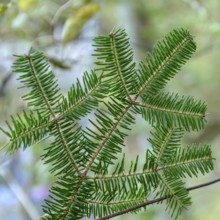 Nikko fir (Abies homolepis), viewing garden at the University of Applied Sciences W, Japan