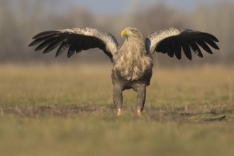 White-tailed Eagle (Haliaeetus albicilla) landing, Subotica, Hungary