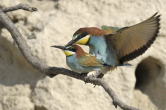 European Bee-eater (Merops apiaster), Austria