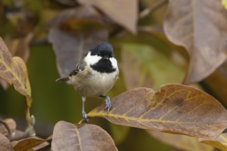 Coal tit (Periparus ater) adult garden bird in a Magnolia tree with autumn colour leaves, England,