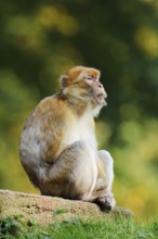 Barbary macaque or magot (Macaca sylvanus), captive, occurring in Morocco