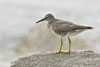 Wandering Tattler (Tringa incana)Hawaii, USA
