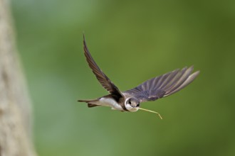 Sand martin (Riparia riparia), in flight with nesting material in its beak, Reussegg nature