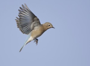 Mountain Bluebird (Sialia currucoides) flying, New Mexico, USA
