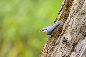 Eurasian nuthatch (Sitta europaea) sitting on an old wrotten tree trunk at a swamp, Bavaria,