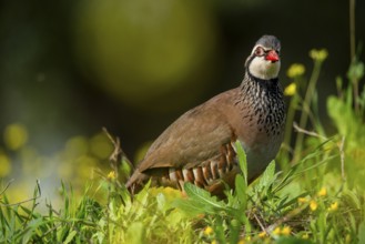 A red-legged partridge stands gracefully amidst vibrant green foliage and yellow wildflowers Its
