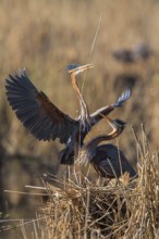 Purple Heron (Ardea purpurea) with nesting material on nest, Baden-Wuerttemberg, Germany