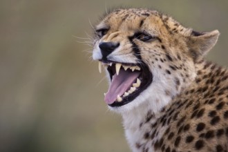 Cheetah (Acinonyx jubatus) captive, female hissing, Castile-La Mancha, Spain