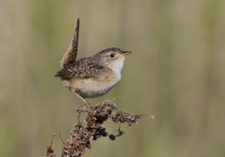Sedge Wren (Cistothorus platensis), North Dakota, USA