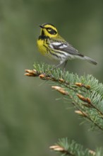 Townsend's Warbler (Dendroica townsendi) perched on a branch in Victoria, BC, Canada