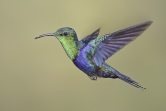 Fork-tailed Woodnymph (Thalurania furcata), Ecuador