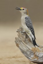 Golden-fronted Woodpecker (Melanerpes aurifrons), Texas, USA
