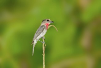Rose-throated Becard Pachyramphus aglaiae La Bajada, Nayarit, Mexico 8 June Adult Male Tityridae