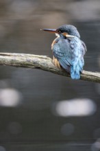 Common kingfisher (Alcedo atthis), Emsland, Lower Saxony, Germany