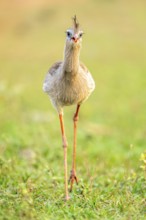 Red-footed seriema (Cariama cristata), South Pantanal, Aquidauana, Taunay, Mato Grosso do Sul,