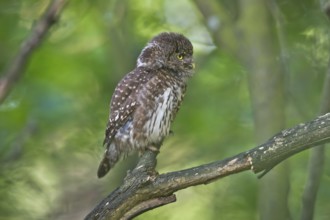 Eurasian Pygmy Owl (Glaucidium passerinum) female perched on a branch, Bavaria, Germany