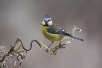 Eurasian Blue Tit (Cyanistes caeruleus), Lower Saxony, Germany