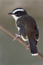 Buff-sided Robin (Poecilodryas cerviniventris), Western Australia, Australia