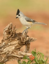 Black-crested Titmouse (Baeolophus atricristatus), Texas, USA