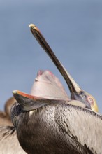 Brown Pelican (Pelecanus occidentalis), Florida, USA