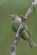 Serra do Mar Tyrant-Manakin (Neopelma chrysolophum) perched on a branch in the Atlantic rainforest