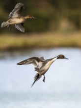 Northern Pintail, Anas acuta, pair of birds in flight over winter marshes