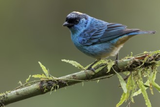 Golden-naped Tanager (Tangara ruficervix) perched on a branch in Colombia, South America