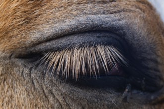 A detailed close-up of a horse's eye showcases the fine texture of its eyelashes and surrounding