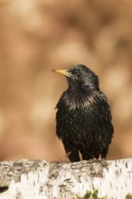 Common Starling (Sturnus vulgaris) perched on a trunk, Bavaria, Germany
