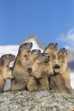 Group of Alpine Marmots, Marmota marmota, sideview portrait in early morning light. Grossglockner