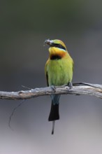 Rainbow Bee-eater (Merops ornatus) male perched on a branch with a bee prey in its beak, Victoria,