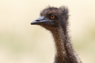 Emu (Dromaius novaehollandiae) female, Victoria, Australia