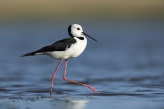 White-headed Stilt (Himantopus leucocephalus), Victoria, Australia