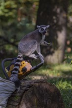 One ring-tailed lemur (Lemur catta) with a chainsaw on a log. A green forest in the background