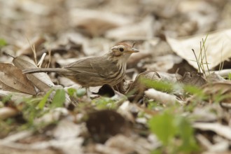 Puff-throated Babbler (Pellorneum ruficeps), Kaeng Krachan, Thailand
