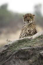 Cheetah (Acinonyx jubatus) rests on the roots of a tree, waiting to hunt, Botswana