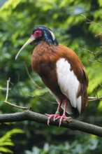 Madagascan ibis, Madagascar crested ibis (Lophotibis cristata), adult male perched on a branch,