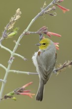 Verdin (Auriparus flaviceps), Texas, USA