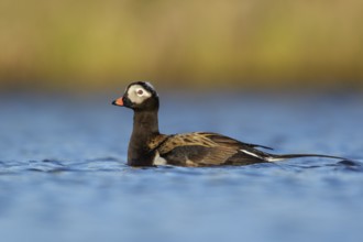 Long-tailed Duck (Clangula hyemalis) in a pond near Nome, Alaska