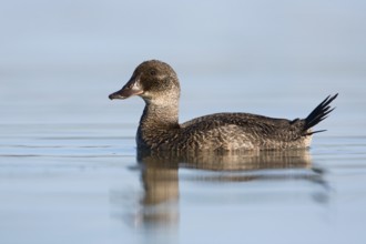 Blue-billed Duck (Oxyura australis) female, Victoria, Australia