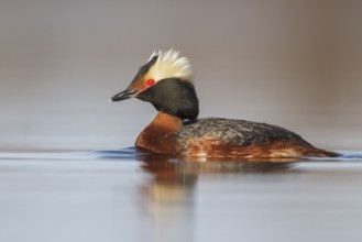Horned Grebe (Podiceps auritus) in a pond in the tundra near Churchill, Manitoba, Canada
