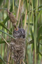 Common Cuckoo & Eurasian Reed Warbler (Cuculus canorus & Acrocephalus scirpaceus) Eurasian Reed