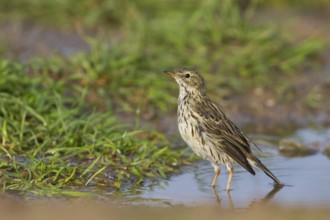 Meadow Pipit - Wiesenpieper - Anthus pratensis ssp. pratensis, Morocco