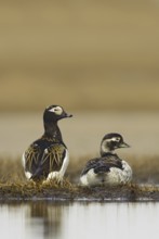 Long-tailed Duck (Clangula hyemalis), Alaska, USA