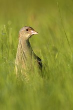 Corn Crake (Crex crex), Saxony-Anhalt, Germany
